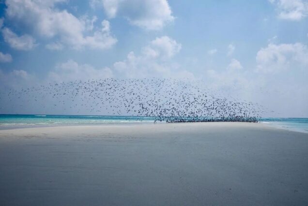 lakshadweep sandbank